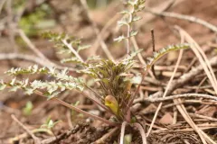 pinewoods lousewort thumbnail 3