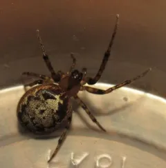 Pacific Sector Orbweaver thumbnail 2
