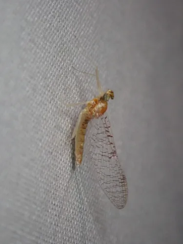 Leucrocuta hebe