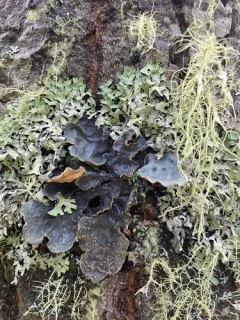Gray Lung Lichen thumbnail 3