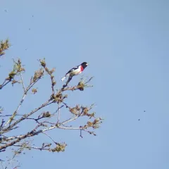 Rose-breasted Grosbeak thumbnail 2