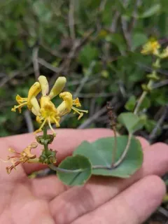 chaparral honeysuckle thumbnail 2