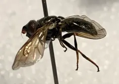 Golden Trunksitter thumbnail 2
