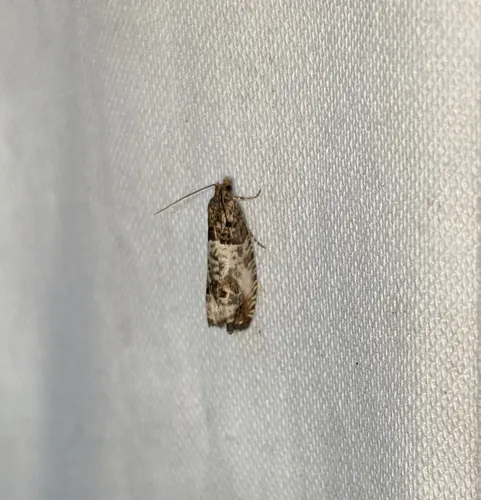 Doubleday's Notocelia Moth