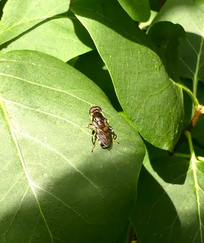 Yellow-thighed Thick-leg Fly