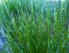smooth-stemmed sedge thumbnail 4