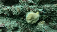 Smooth Scallop Sponge thumbnail 4