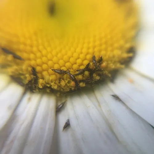 Haplothrips leucanthemi