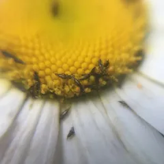 Haplothrips leucanthemi thumbnail 1