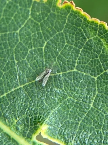 Labrundinia becki