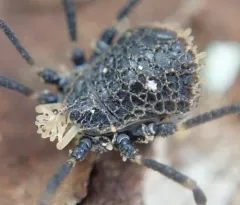 Dendrolasma mirabile thumbnail 3