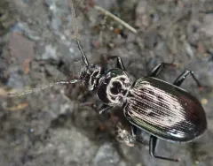 Hairy-horned Springtail-hunter thumbnail 2