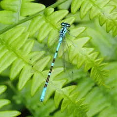 Subarctic Bluet thumbnail 4
