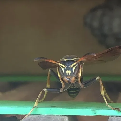 Western Paper Wasp