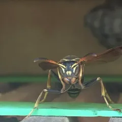 Western Paper Wasp thumbnail 1