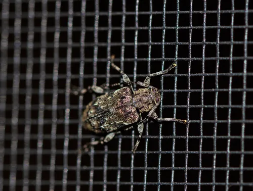 Astylopsis arcuata