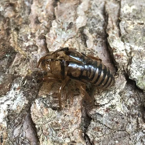 Salmonfly Cicada