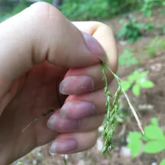 drooping woodland sedge thumbnail 3