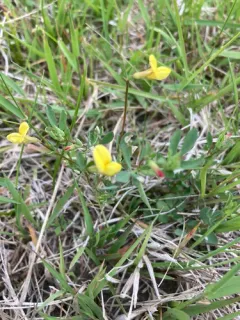 Krylov's Trefoil thumbnail 3