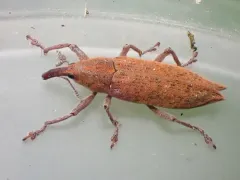 Lixus rubellus thumbnail 4