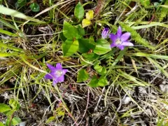 Dwarf Brodiaea thumbnail 2