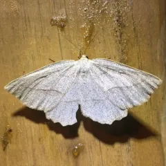 Least-marked Euchlaena Moth thumbnail 3