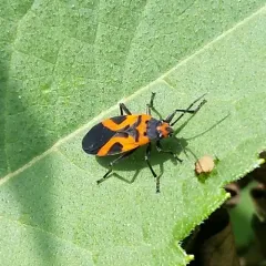 False Milkweed Bug thumbnail 2