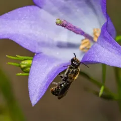 Small Scissor Bee thumbnail 1