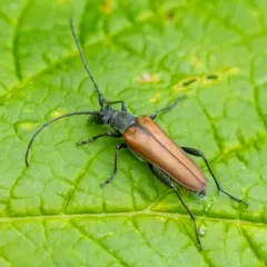 Trachysida mutabilis thumbnail 3