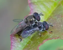 Shadowy Psyllid-killer thumbnail 3