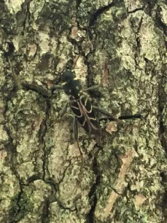 Xylotrechus convergens thumbnail 2