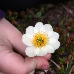 Alaska Mountain-avens thumbnail 4