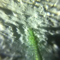X-marked Green Lacewing thumbnail 2