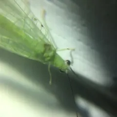 Black-horned Green Lacewing thumbnail 3