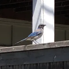 California Scrub-Jay thumbnail 4
