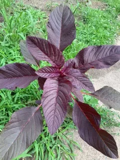 Red amaranth thumbnail 2