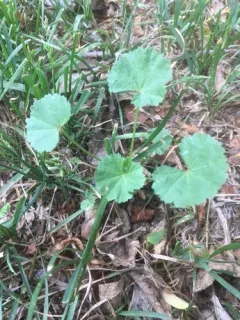 cheeseweed mallow thumbnail 3