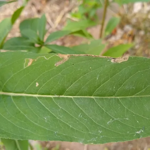 Mompha argentimaculella