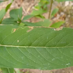 Mompha argentimaculella thumbnail 1