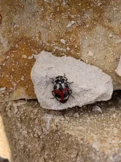 Hippodamia apicalis thumbnail 2