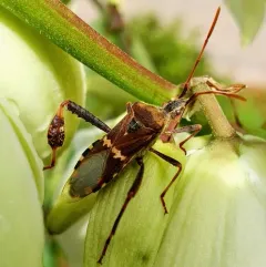 Western Leaf-footed Bug thumbnail 2