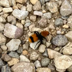 Common Eastern Velvet Ant thumbnail 3