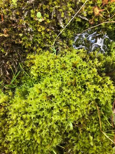 Threeranked humpmoss