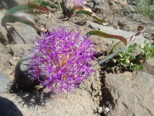 broadstemmed onion
