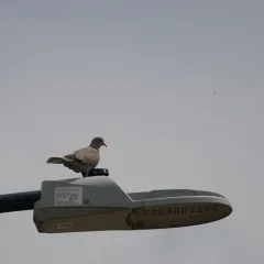 Eurasian Collared-Dove thumbnail 4