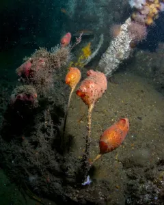 Stalked tunicate thumbnail 4