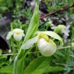 Sparrow's-egg Lady's Slipper thumbnail 2