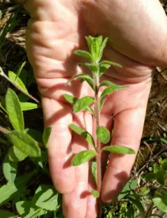 Hairy Pinweed thumbnail 4