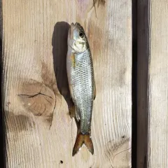 Fallfish thumbnail 2