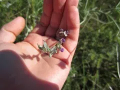 palmleaf Indian breadroot thumbnail 2